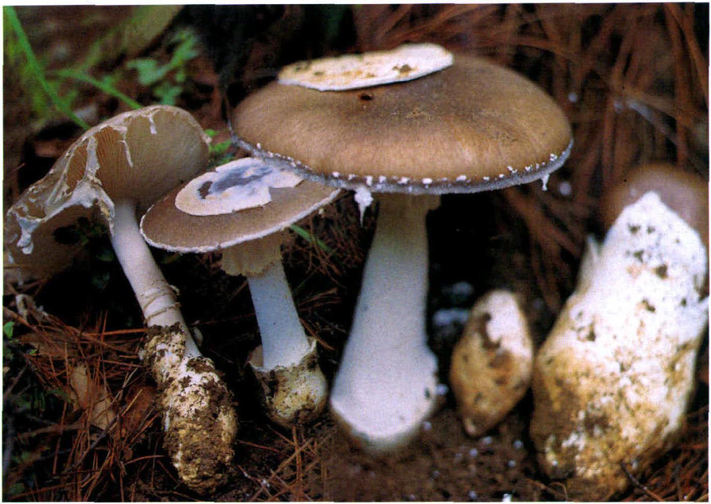 Amanita manginiana sen W. F. Chiu